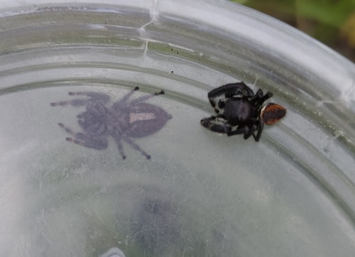 Brilliant Jumping Spider