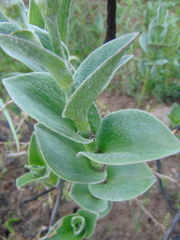 Tradescantia sillamontana
