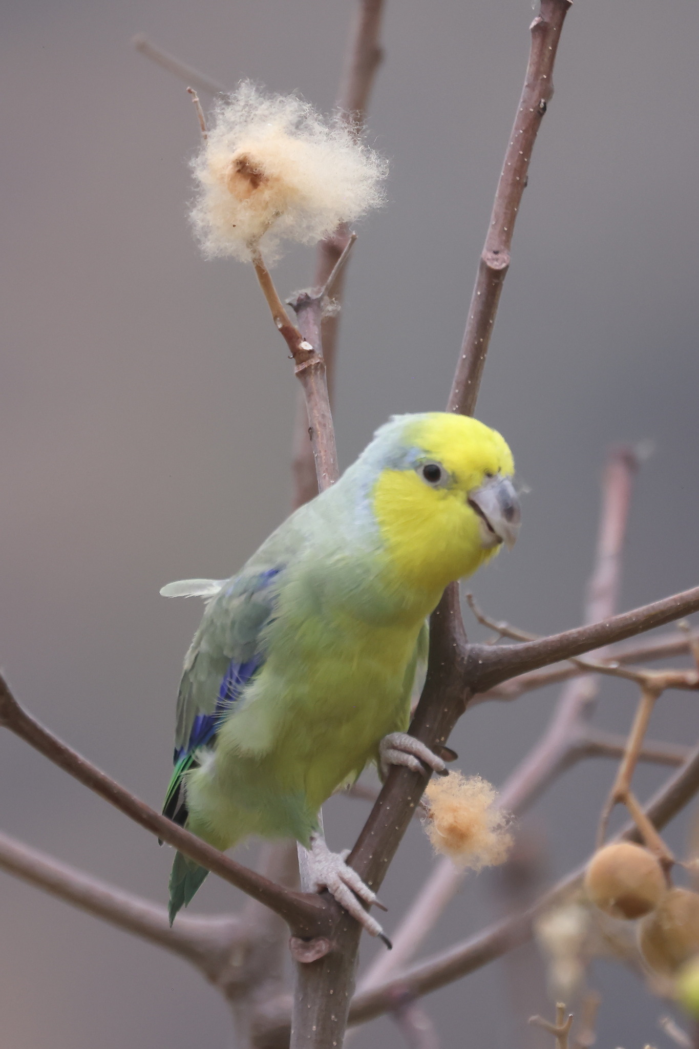 Yellow-faced Parrotlet (Forpus xanthops), photo 10