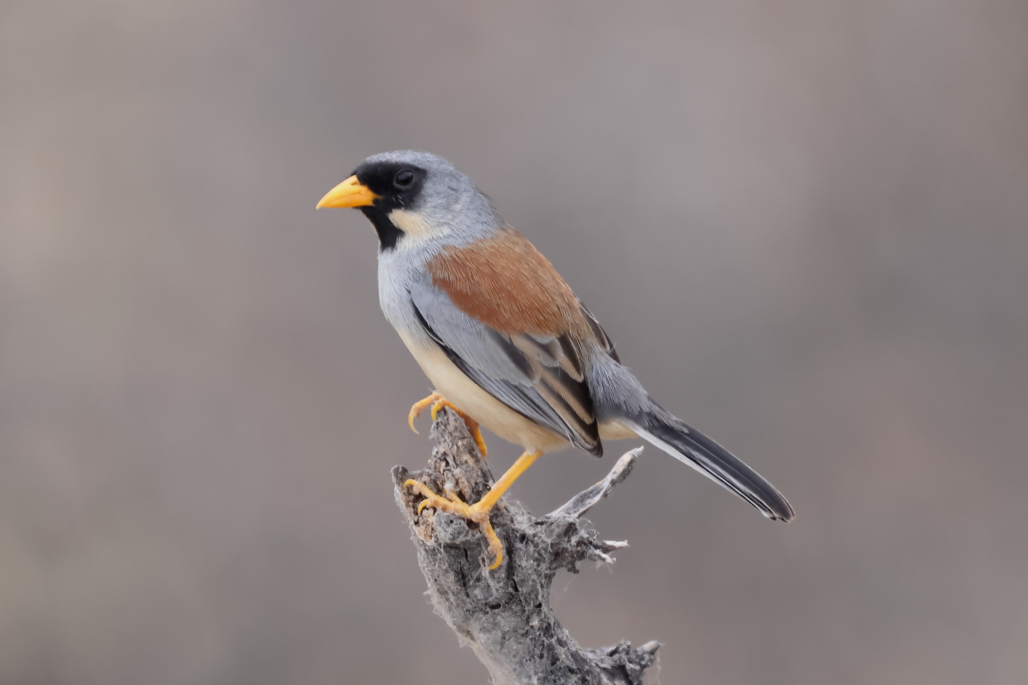 Buff-bridled Inca Finch (Incaspiza laeta), photo 7