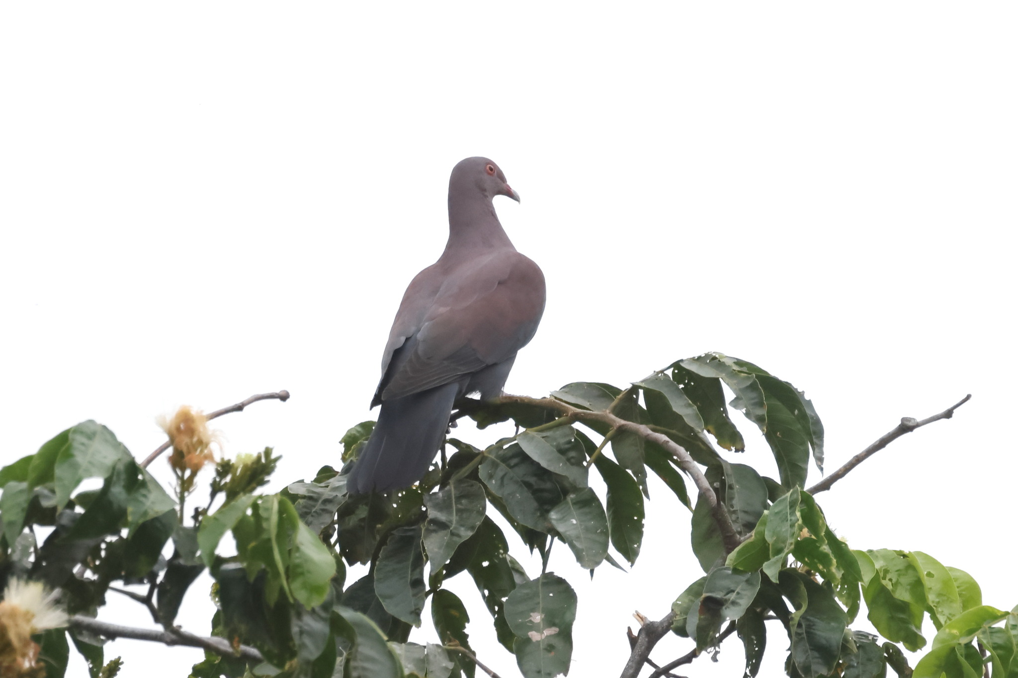 Maranon Pigeon (Patagioenas oenops), photo 3
