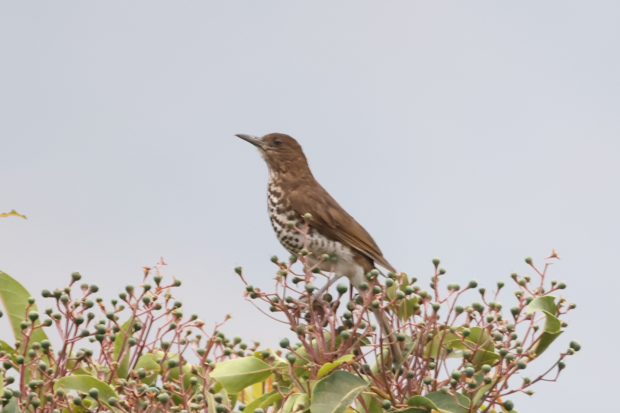 Maranon Thrush (Turdus maranonicus), photo 8