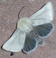 Schinia snowi