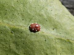 Ceroplastes sinensis