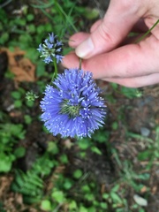 Gilia capitata capitata