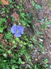 Gilia capitata capitata