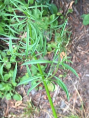 Gilia capitata capitata