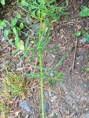 Gilia capitata capitata