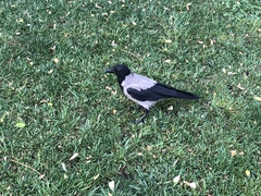 Corvus cornix