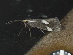 Cisthene liberomacula