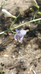 Penstemon comarrhenus