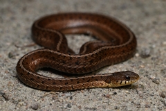 Common Garter Snake photo 4