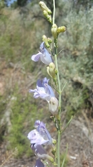 Penstemon comarrhenus