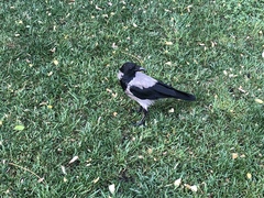 Corvus cornix