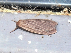 Crambidia uniformis
