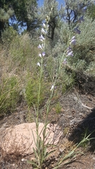 Penstemon comarrhenus