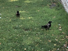 Corvus cornix