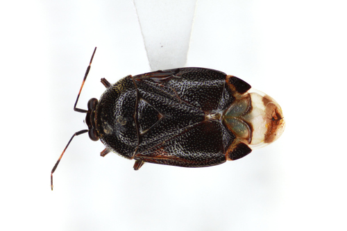 Deraeocoris brevis photo 2