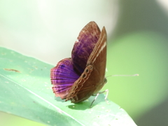 Abisara kausambi