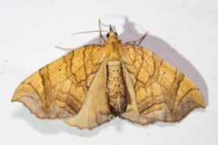 Eulithis gracilineata
