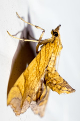 Eulithis gracilineata