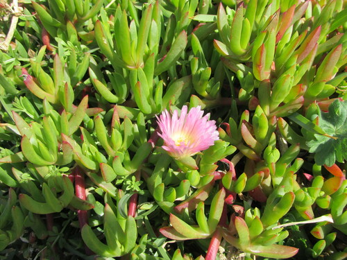 Carpobrotus chilensis