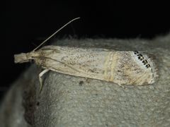 Euchromius californicalis