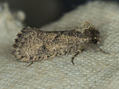 Acrolophus kearfotti