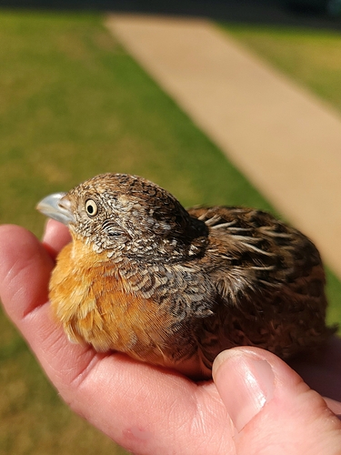 Red-chested Buttonquail (Turnix pyrrhothorax), photo 3