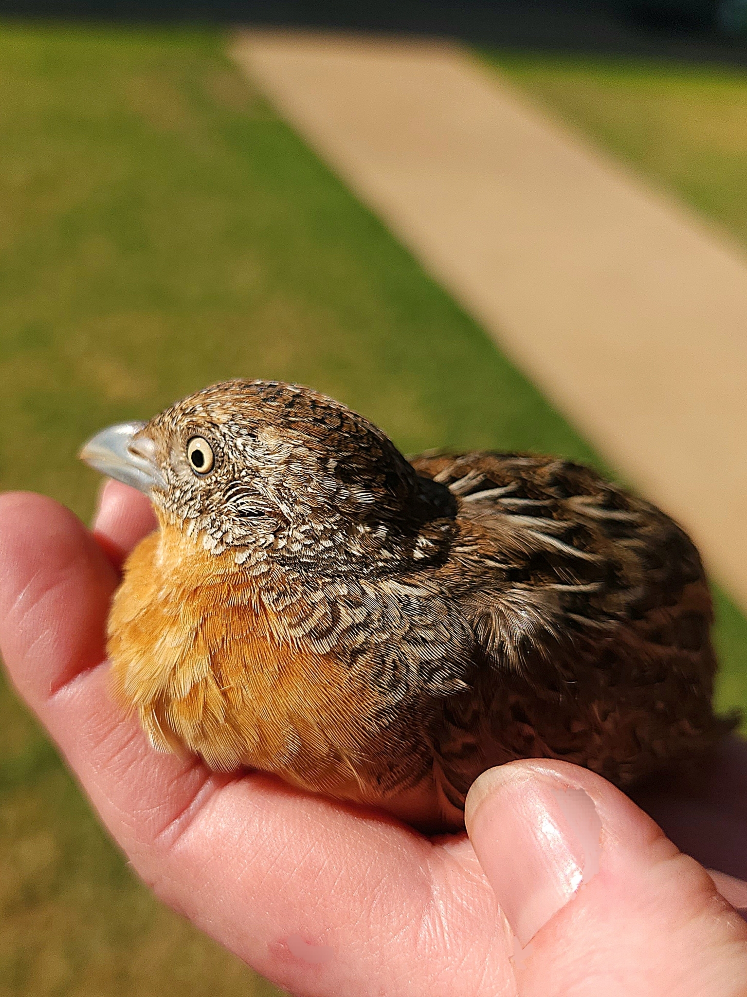 Red-chested Buttonquail (Turnix pyrrhothorax), photo 3