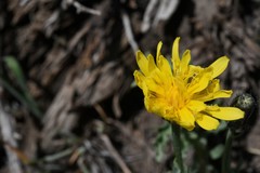 Crepis modocensis