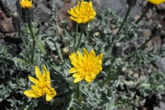 Crepis modocensis