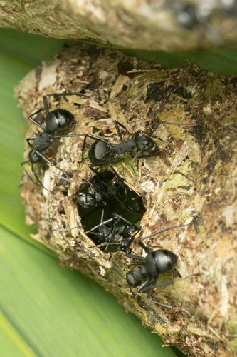 Polyrhachis hodgsoniPolyrhachis hodgsoni