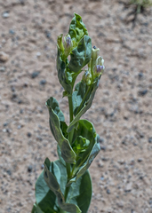 Astragalus asclepiadoides