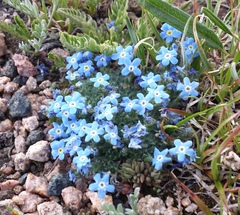 Eritrichium argenteum