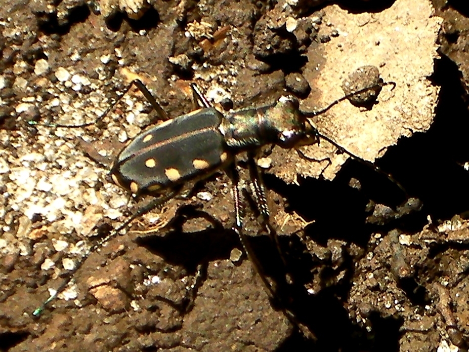 Calomera decemguttata