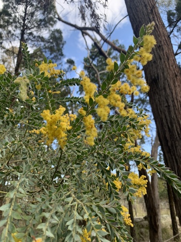 Acacia vestita