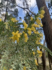 Acacia vestita, photograph (c) Guy Taseski, some rights reserved (CC BY)