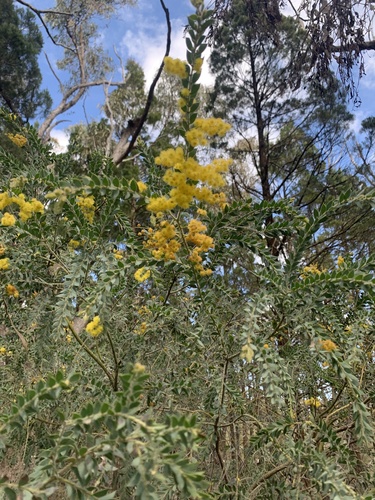 Acacia vestita, photograph 2