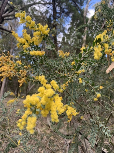 Acacia vestita, photograph 3