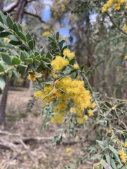 Acacia vestita, photograph (c) Guy Taseski, some rights reserved (CC BY)