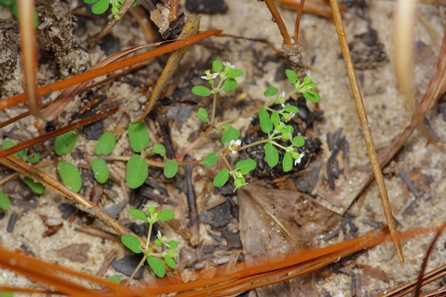 Image of Euphorbia cordifolia by (c) Michelle W. （鍾偉瑋）, some rights reserved (CC BY)