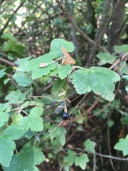 Ribes ciliatum