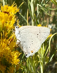 Satyrium sylvinus
