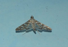 Epipagis disparilis