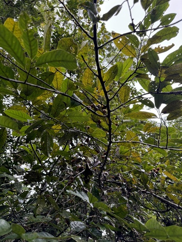 Myristica insipida observed 2024-08-21
