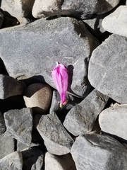Penstemon richardsonii