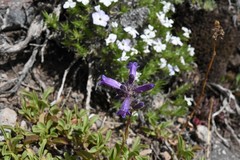 Penstemon heterodoxus heterodoxus