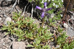 Penstemon heterodoxus heterodoxus