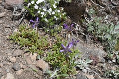 Penstemon heterodoxus heterodoxus
